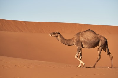 走在沙漠上的褐骆驼